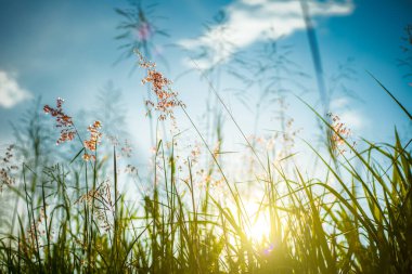 Güneş ışığı ve mavi gökyüzü olan çimen ve çiçek. Arkaplan bahar konsepti.