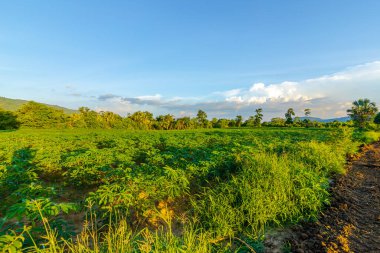 Tapyoka çiftliği, patates çiftliği, tapyoka tarlası büyümesi ve dağ geçmişi. çiftlik ve tarım sebze konsepti.