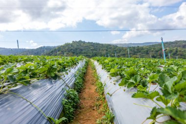Sabah çilek çiftliği.