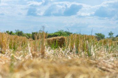 Pirinç samanı çeltik tarlasında ve güzel dağ, gökyüzü güzel bulut. Pirinç tarlası.