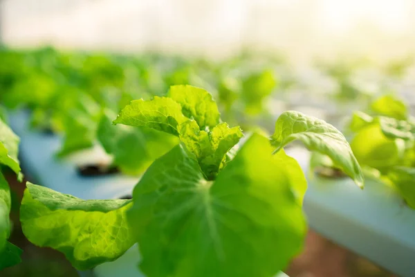 organic hydroponic vegetable garden at greenhouse and light of sunset.