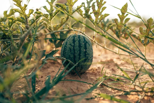 Groei Van Watermeloenen Het Landbouwgebied Het Concept Van Het Oogsten — Stockfoto