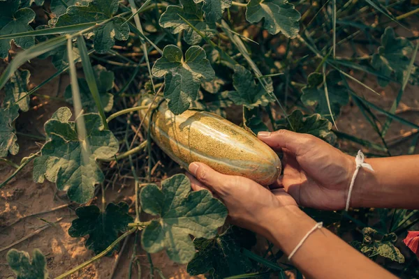 Een Boer Geeft Een Volwassen Lange Thaise Meloen Het Boerenveld — Stockfoto