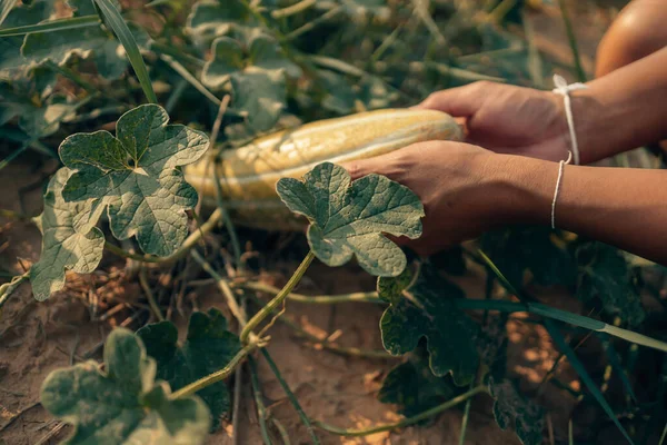 Een Boer Geeft Een Volwassen Lange Thaise Meloen Het Boerenveld — Stockfoto