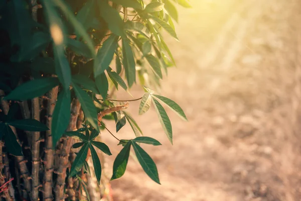 Manioc Attente Plantation Dans Sol — Photo