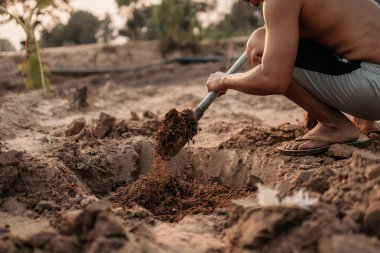 İnsan küçük bir demirhindi ağacı diker, elleri kürek tutar, bahçeyi kazar. Kırsal alanda tarım ve tarım kavramı.