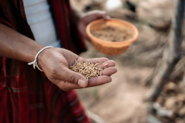 Akşamları çiftlikte tavuk, tavuk, ördek ve kaz ile pirinç ve tahıl besleyen çiftçinin eli. Doğal organik tarım kavramı