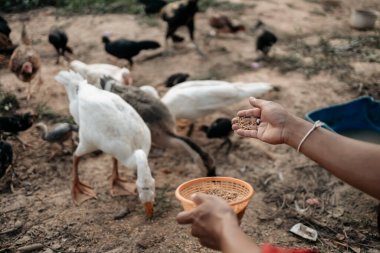Akşamları çiftlikte tavuk, tavuk, ördek ve kaz ile pirinç ve tahıl besleyen çiftçinin eli. Doğal organik tarım kavramı