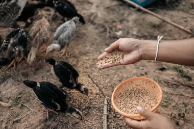 Akşamları çiftlikte tavuk, tavuk, ördek ve kaz ile pirinç ve tahıl besleyen çiftçinin eli. Doğal organik tarım kavramı