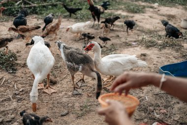 Akşamları çiftlikte tavuk, tavuk, ördek ve kaz ile pirinç ve tahıl besleyen çiftçinin eli. Doğal organik tarım kavramı