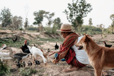 Akşamları çiftlikte tavuk, tavuk, ördek ve kaz ile pirinç ve tahıl besleyen çiftçinin eli. Doğal organik tarım kavramı