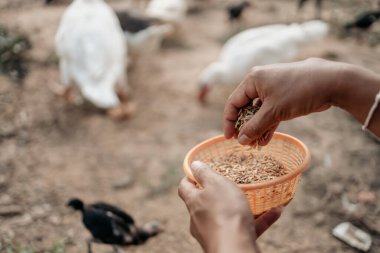 Akşamları çiftlikte tavuk, tavuk, ördek ve kaz ile pirinç ve tahıl besleyen çiftçinin eli. Doğal organik tarım kavramı