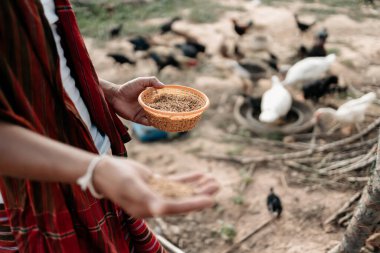 Akşamları çiftlikte tavuk, tavuk, ördek ve kaz ile pirinç ve tahıl besleyen çiftçinin eli. Doğal organik tarım kavramı