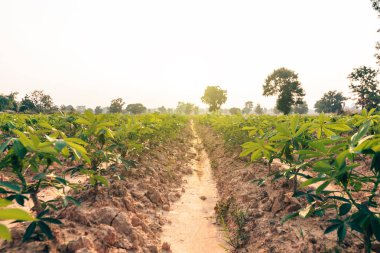 Yakın çekim kasava yeşil yaprak ve mavi gökyüzü ile güneş ışığı.