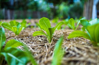 Organik çiftlikte taze sebze yetiştirme bahçesi. Tarım kavramı.