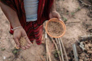 Akşamları çiftlikte tavuk, tavuk, ördek ve kaz ile pirinç ve tahıl besleyen çiftçinin eli. Doğal organik tarım kavramı