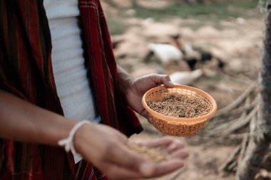 Akşamları çiftlikte tavuk, tavuk, ördek ve kaz ile pirinç ve tahıl besleyen çiftçinin eli. Doğal organik tarım kavramı