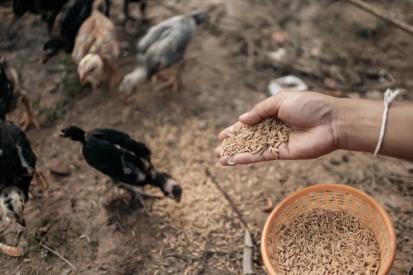 农夫的手晚上在农场里给小鸡 鸭和鹅喂米和谷物 自然有机耕作概念 — 图库照片