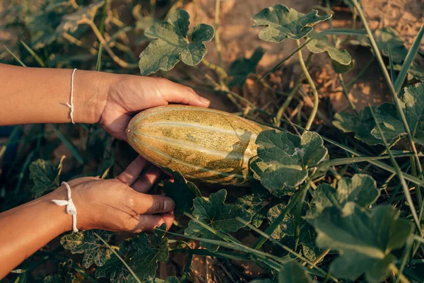 Een Boer Geeft Een Volwassen Lange Thaise Meloen Het Boerenveld — Stockfoto