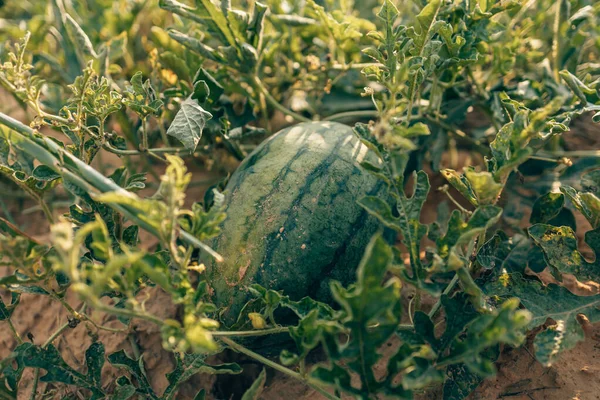 Groei Van Watermeloenen Het Landbouwgebied Het Concept Van Het Oogsten — Stockfoto