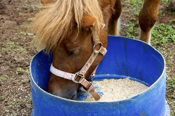 Primer plano de caballo comiendo de cubo — Foto de Stock