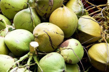 Büyük taze Hindistan cevizleri