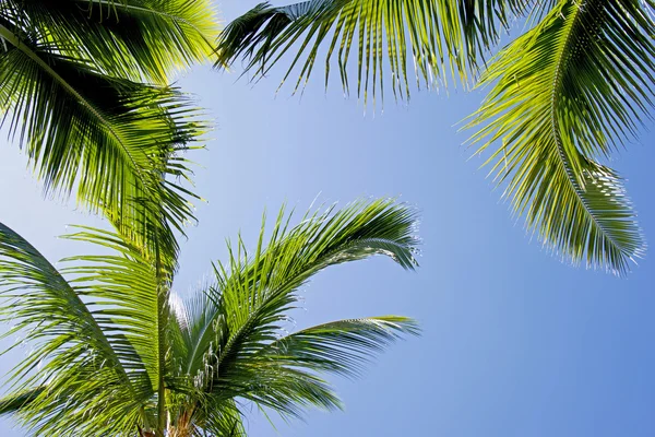 棕榈树和天空背景 — 图库照片