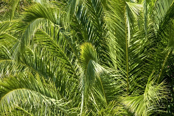 Lussureggianti foglie di palma verde nella foresta tropicale come sfondo — Foto Stock