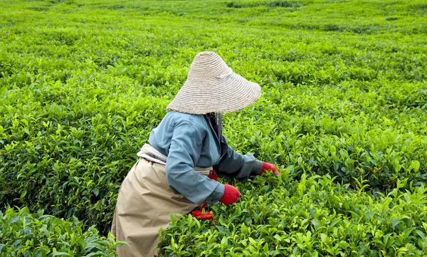 Tea levelek a plantation kopasztás válogatókig Stock Fotó