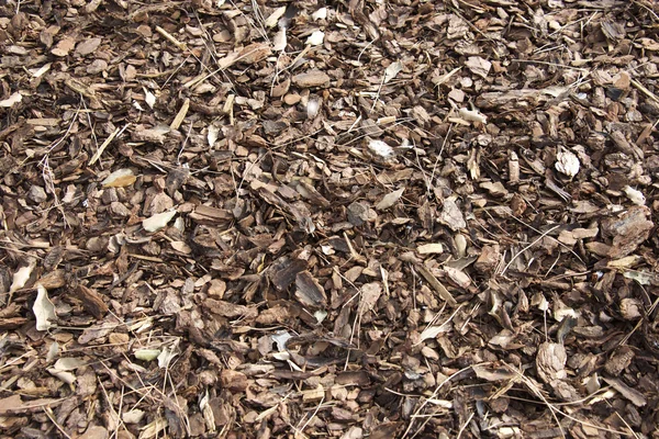 A closeup of cedar chips as background — Stock Photo, Image