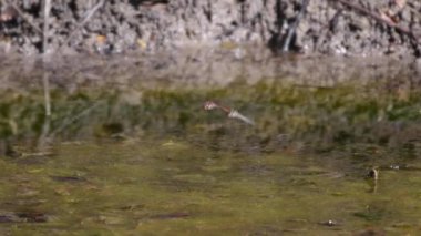 Ormandaki bir gölette çiftleşen ve yumurtlayan iki yusufçuğun 4k videosu..