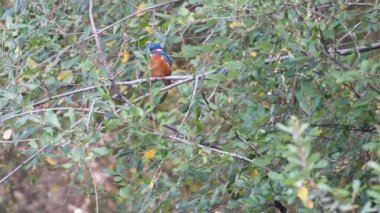 Bir dalın üzerine tünemiş bir balıkçı kuşunun 4K videosu. Kamera hareketi, bir düğmeye basıldığında kaydedilmesi nedeniyle.