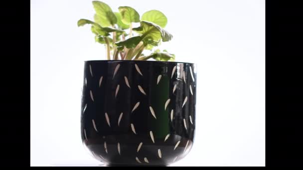 Video Van Een Zwarte Pot Met Zijn Plant Draaiend Een — Stockvideo