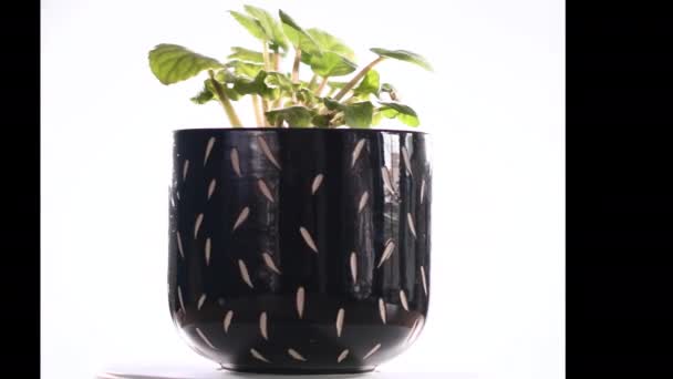 Video Van Een Zwarte Pot Met Zijn Plant Draaiend Een — Stockvideo
