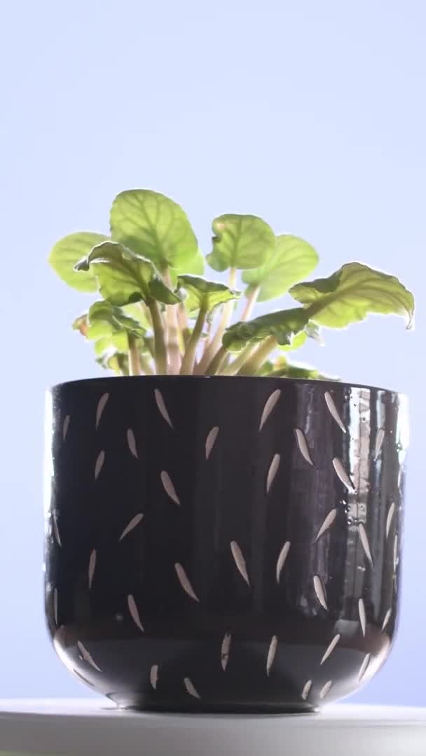 Vertical Video Black Pot Its Plant Spinning Turntable Selective Focus Royalty Free Stock Video