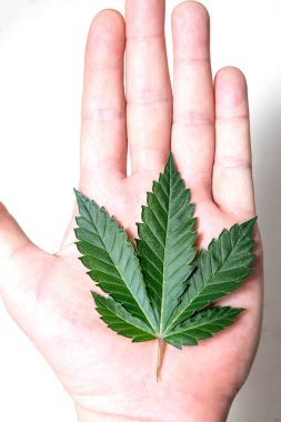 Bir elinde tıbbi marihuana yaprağı..