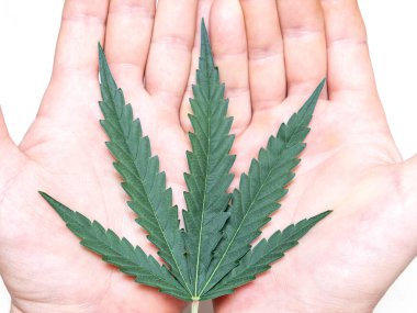 Tıbbi bir marihuana yaprağı..