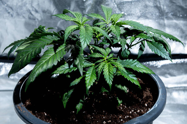 Передняя фотография медицинского растения марихуаны в специальном культивационном шкафу.