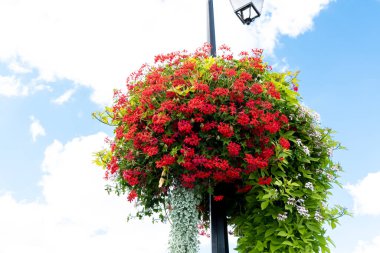 Bir sokak lambasının ortasına yerleştirilmiş renkli bir çalıya yakın plan..