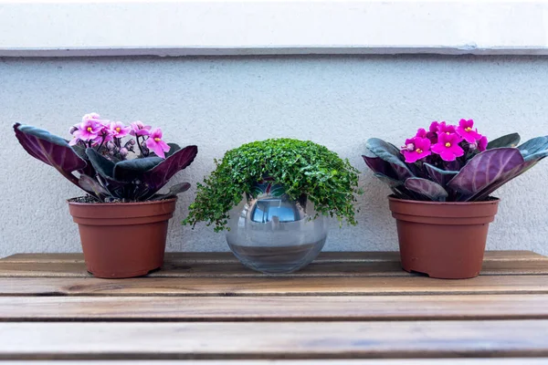 Three Plants Wooden Table Two Plants Sides African Violets Plant — 图库照片