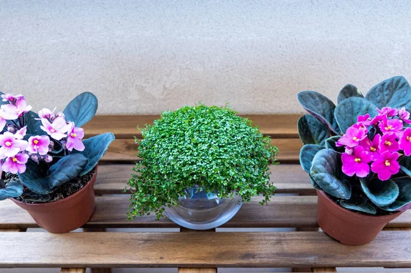 Zenithal Photo Three Plants Outdoors Wooden Table Two Plants Sides Fotos De Bancos De Imagens