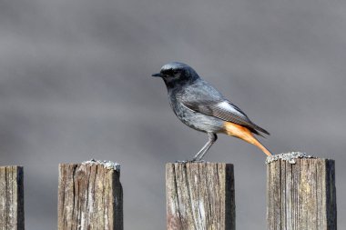 Gri arkaplanda izole edilmiş ahşap çitteki siyah kızılay