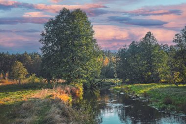 Güzel bir sonbahar nehrinin kıyısında ağaçlar.