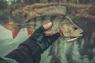 Balıkçının elinde yakın plan tüneği..