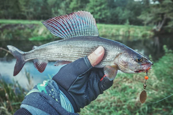 Fisherman Holds Grayling His Hand — Stock Photo, Image