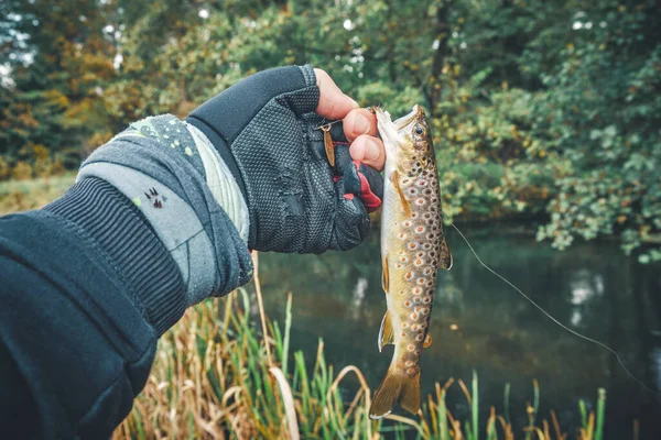 Pescador Segurando Truta Sua Mão — Fotografia de Stock