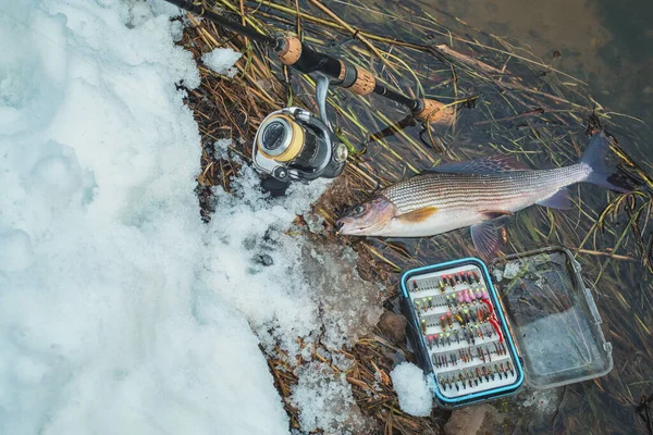 Grayling Catturato Volo Pesca Mosca Tenkara — Foto Stock