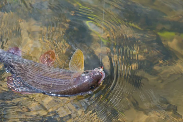 Grayling Uçarken Yakalandı Balık Tenkara — Stok fotoğraf