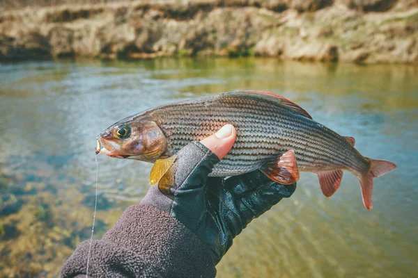 Harren Fångad Farten Flugfiske Och Tenkara — Stockfoto