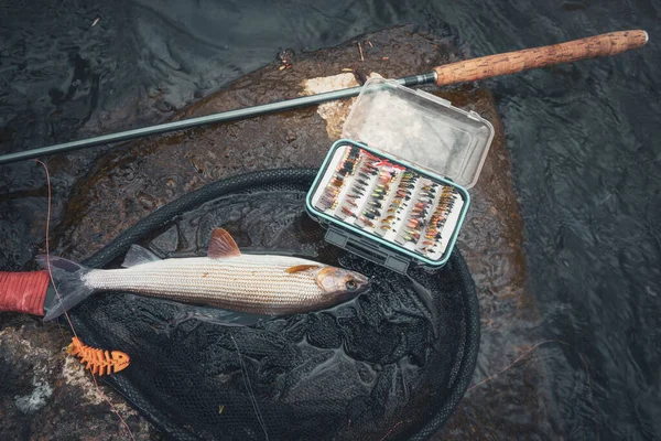 Grayling Atrapado Mosca Pesca Con Mosca Tenkara — Foto de Stock